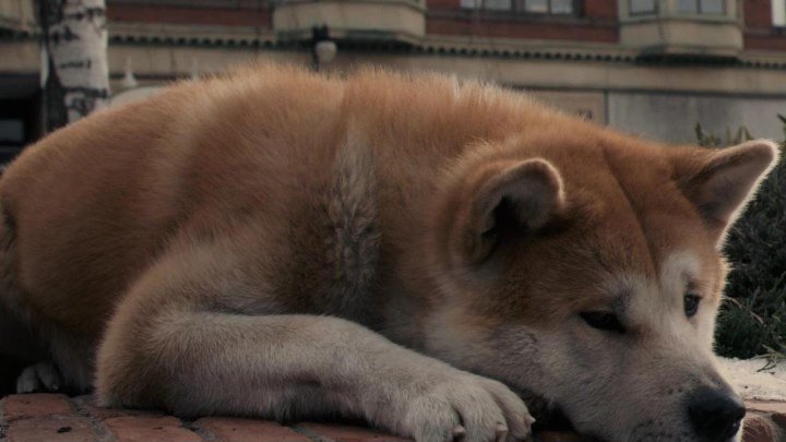 ТОП-5 лучших фильмов о собаках