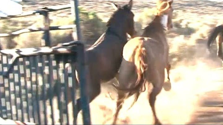 Watch Wild Horses Online Mic Watch Wild Horses Online Mic