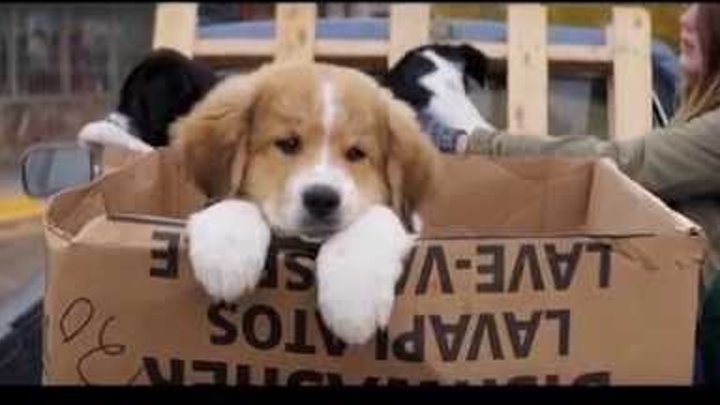 Watch A Dog`S Purpose Online Freeform Watch A Dog`S Purpose Online Freeform