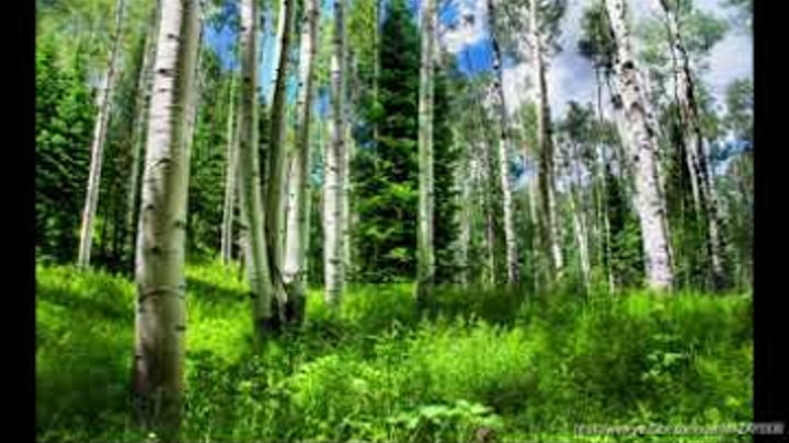 Регрессия. Проиграл жену цыганам. Колдовство.