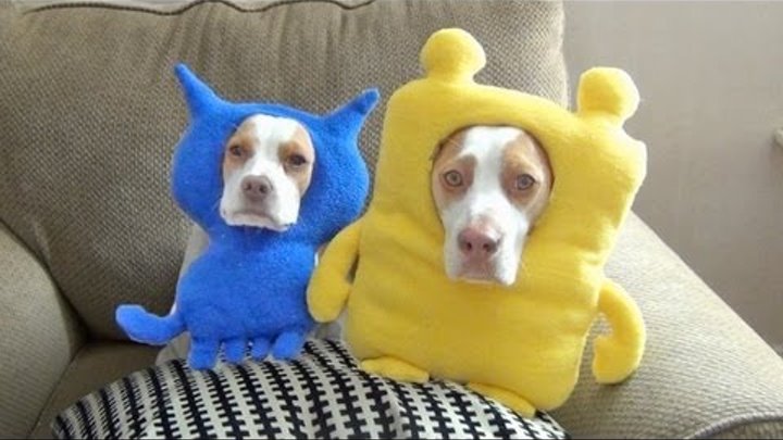 Watch A Halloween Puppy Online (2017) Watch A Halloween Puppy Online (2017)