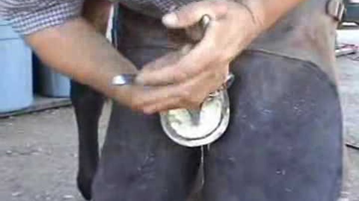 Cracked And Chipped Horse Hooves At Birth Cracked And Chipped Horse Hooves At Birth