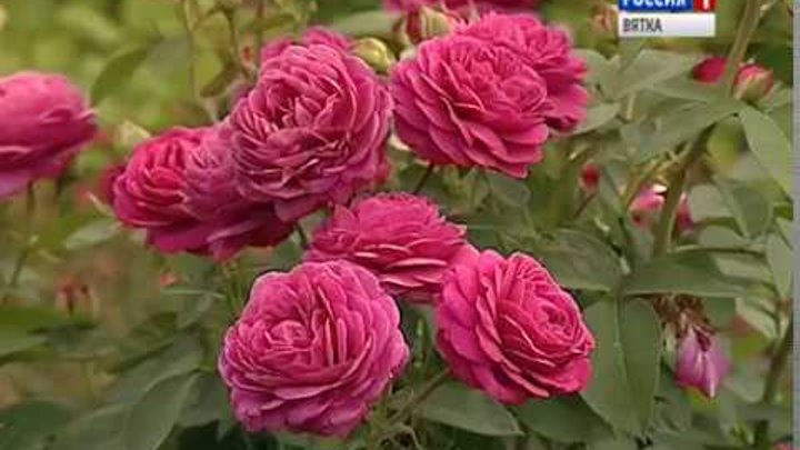 Жительница посёлка Гирсово вырастила почти 200 сортов роз (ГТРК Вятка)
