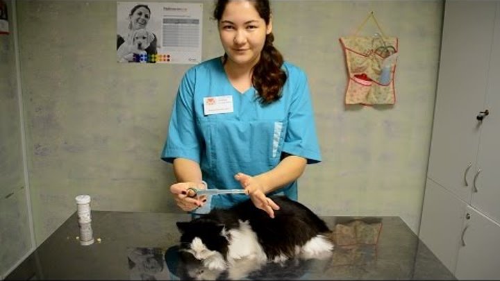 Как дать таблетку кошке при помощи таблеткодавателя