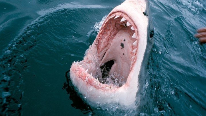 Кусто - Большая белая акула