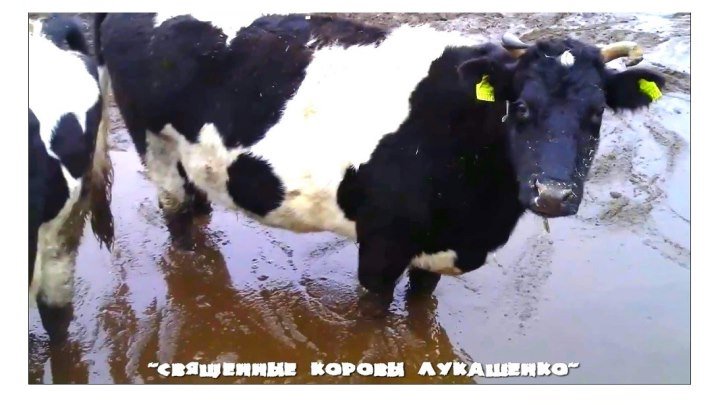 "Священные коровы Лукашенко"...