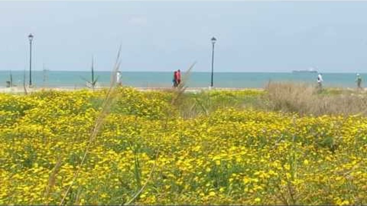 Жёлтые цветы Хризантемы и синее Средиземное море!!!Кирьят-Ям.Израиль.