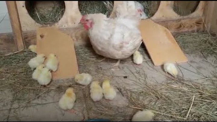 Как подсадить молодых кур