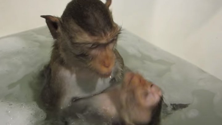 Обезьяна купается в теплой воде группа. Две обезьяны моются. Обезьяна моется в ванной.
