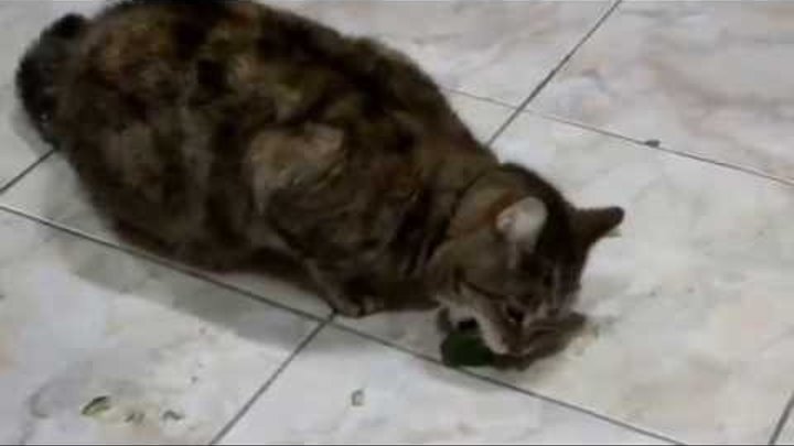 Кошка ест огурец