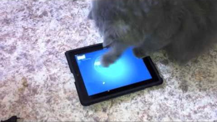 Кошка развлекается с Ipad / Ipad and cat