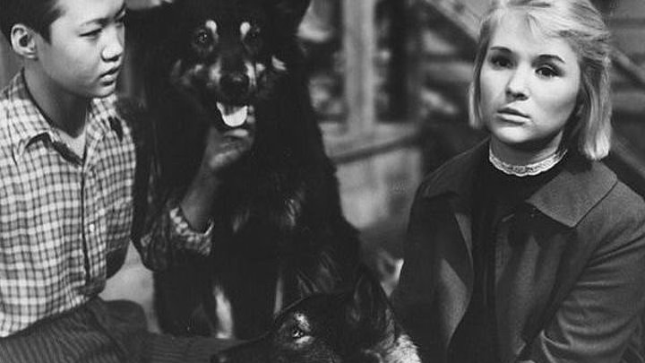 Дикая собака Динго (1962)