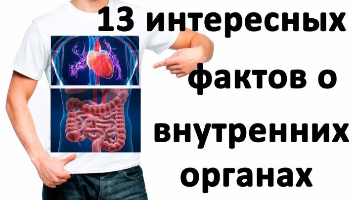13 интересных фактов о внутренних органах. Интересные факты об организме. Часть #3