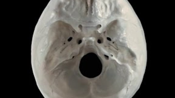 Череп 3. Внутреннее основание черепа (basis crani interna). "Анатомия человека МТА"