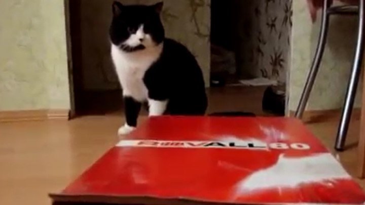 Два кота и только одна коробка