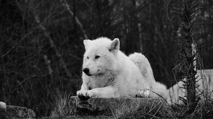Одинокий волк. самая красивая в мире мелодия