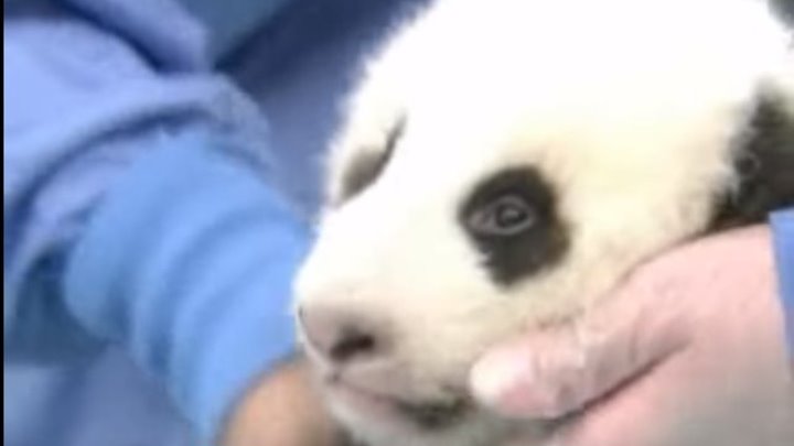 Умиляющее зрелище: медосмотр детеныша панды