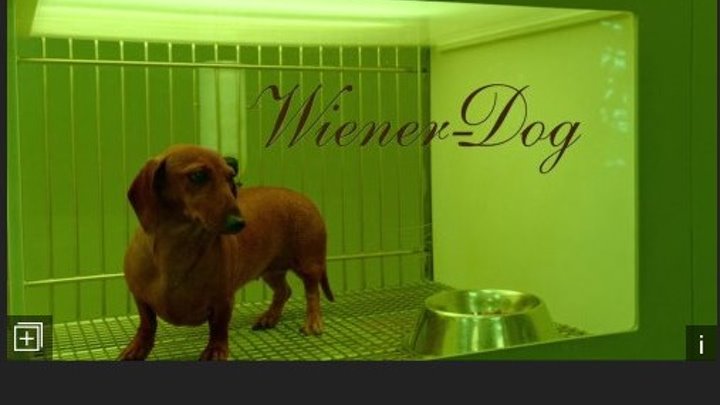 Wiener-Dog 2016.720p Keaton Nigel Cooke, Tracy Letts, Julie Delpy, Kieran Culkin, Director: Todd Solondz