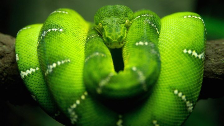 Красота Змей (Документальные фильмы Discovery HD) Смотреть интересный фильм про животных онлайн!