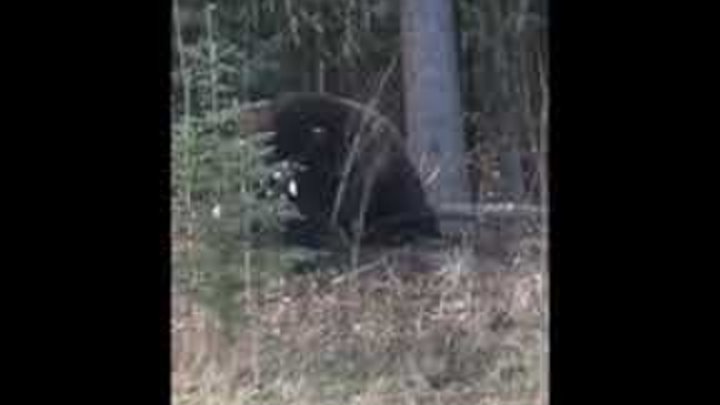 Гризли раскопал берлогу чёрных медведей и поймал медвежонка