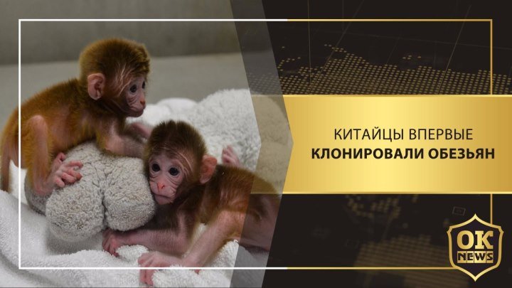 Китайцы впервые клонировали обезьян