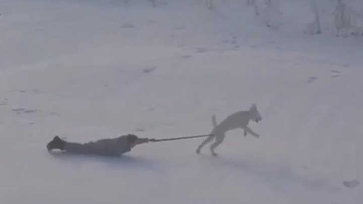 Собаки и первый снег.