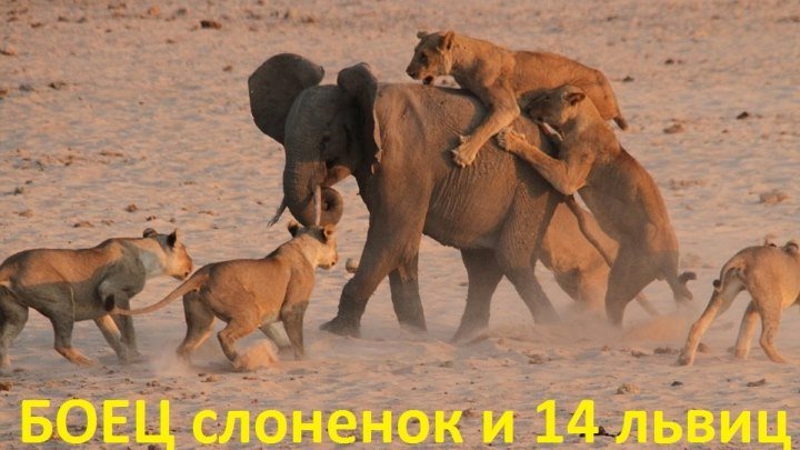 Молодой слоненок защищается от 14 львиц и побеждает
