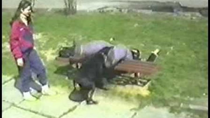 Дрессировка собак. http://kion.kiev.ua