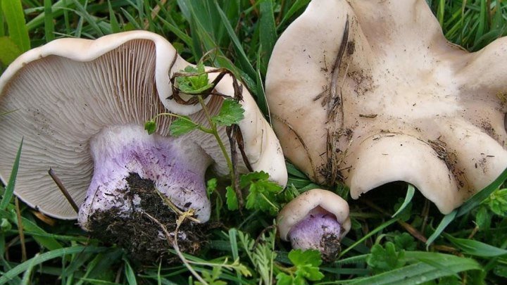Как вырастить грибы на дачном участке без покупки мицелия