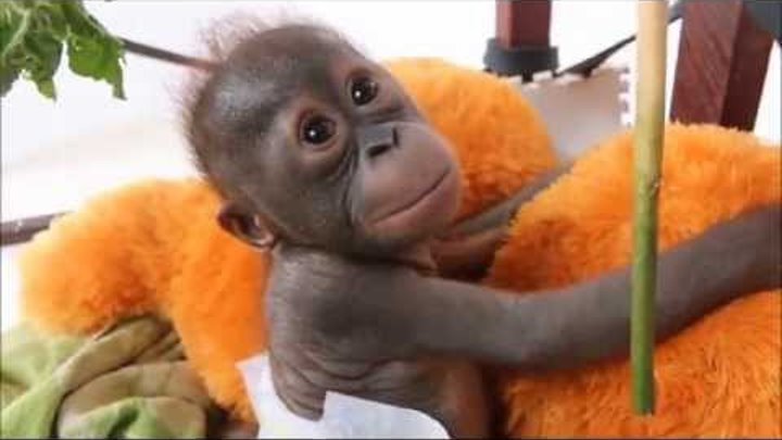 Rescued baby orangutan Gito is on the road to recovery