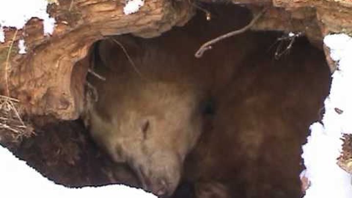 Голодная самка попала в берлогу к медведям
