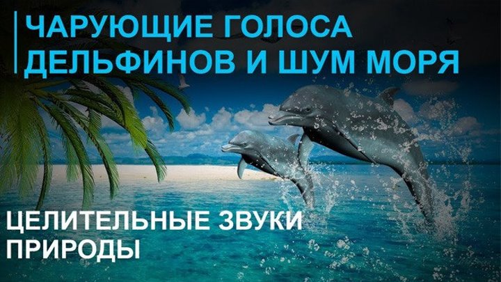 Звуки моря - шум волн ☯ Голоса дельфинов ☯
