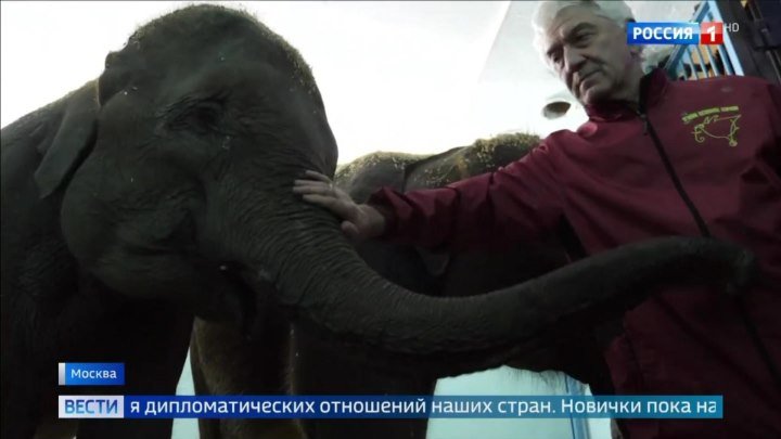 «Уголок Дурова» получил в подарок слонят из Мьянмы и объявит конкурс на лучшие имена.