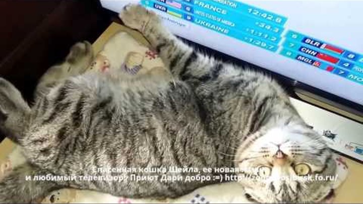 Новая счастливая жизнь спасенной кошки | остеохондродисплазия Шотландских вислоухих