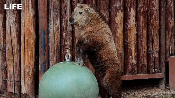 Малыш-такин в Московском зоопарке