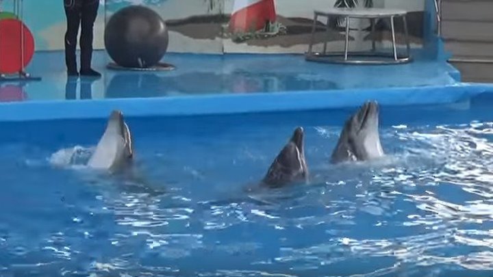Вы слышали как поют Дельфины? Они ещё танцуют и даже рисуют! Такие милашки