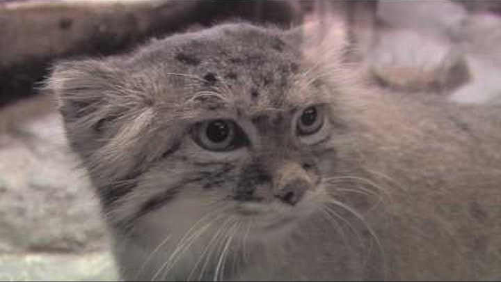 The Unfluffly Truth about Pallas' Cats at Prospect Park Zoo