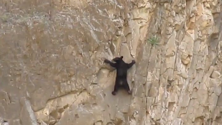 Не знал я, что медведи так шустро по скалам лазают...