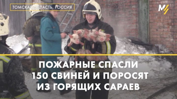 Спасение поросят из огня в Томске