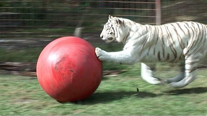 Белый тигр играет с мячом))
