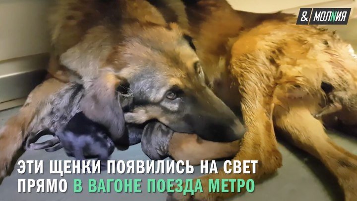 Девять щенят московского метро