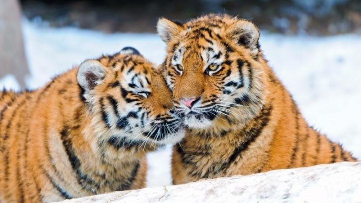 Амурский тигр. Путь к священной горе (Россия 2016 HD) Документальный