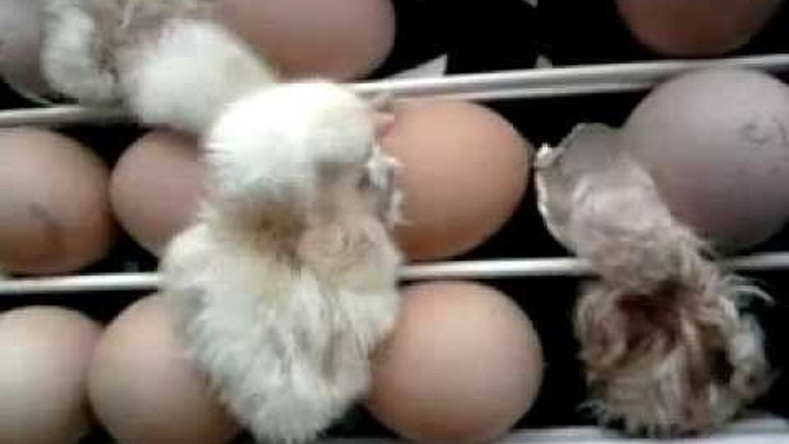Рождение цыплёнка