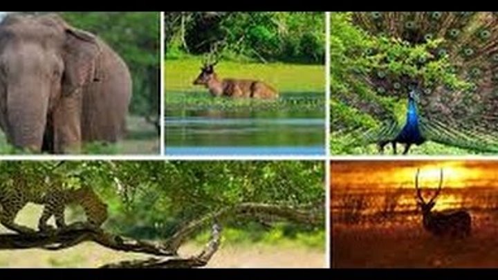 Дикая природа Шри-Ланки - Чарующая Шри-Ланка