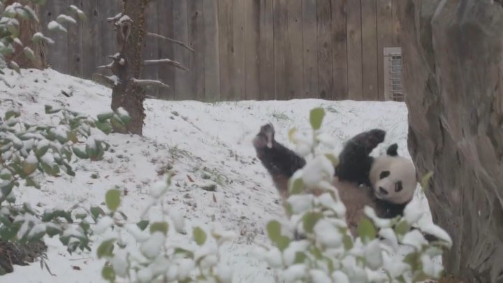 Панда радуется снегу..