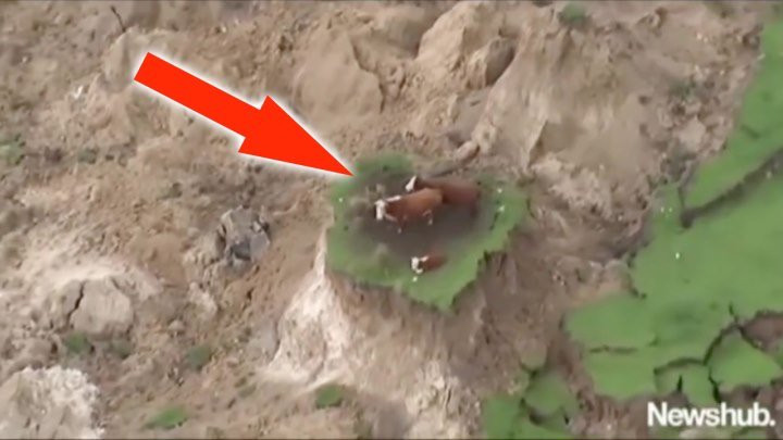 Три коровы после землетрясения оказались на необитаемом острове
