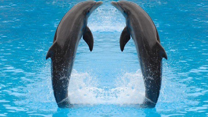 Кусто - Голоса дельфинов