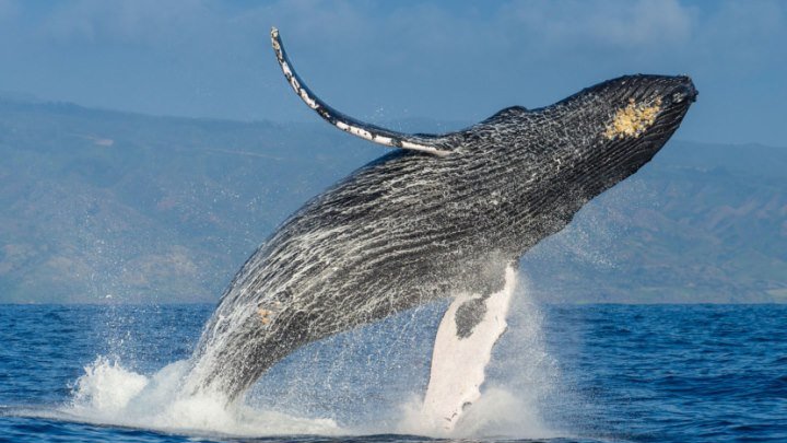 Кусто - Поющий кит