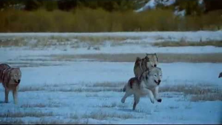 Wolves - The Spirit of the Untamed Heart