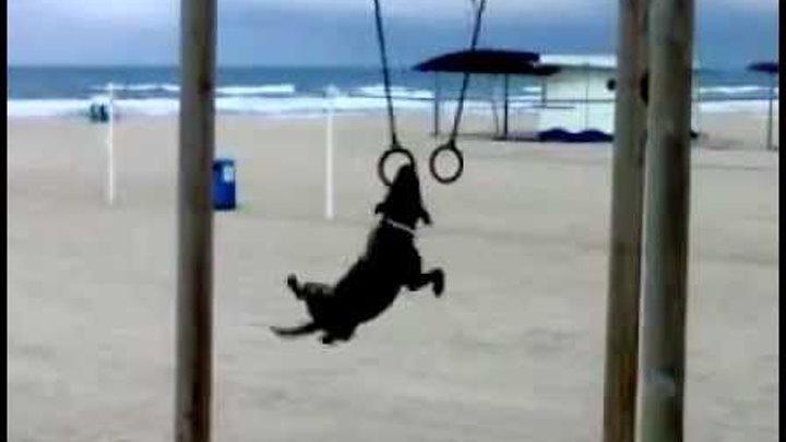 Perro gimnasta (Dog Loves Gymnastic Rings - ORIGINAL)